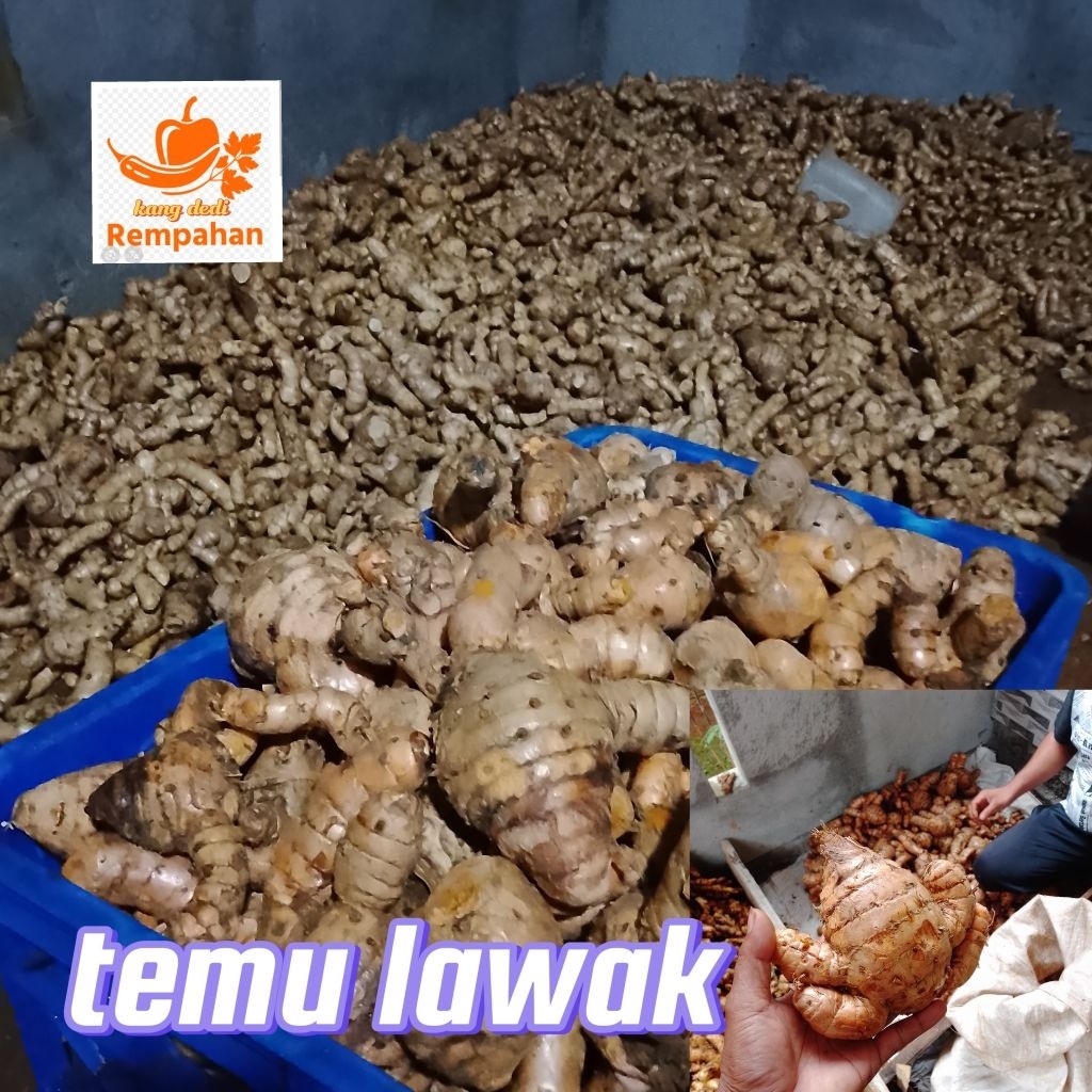 

promo temulawak segar 500grm