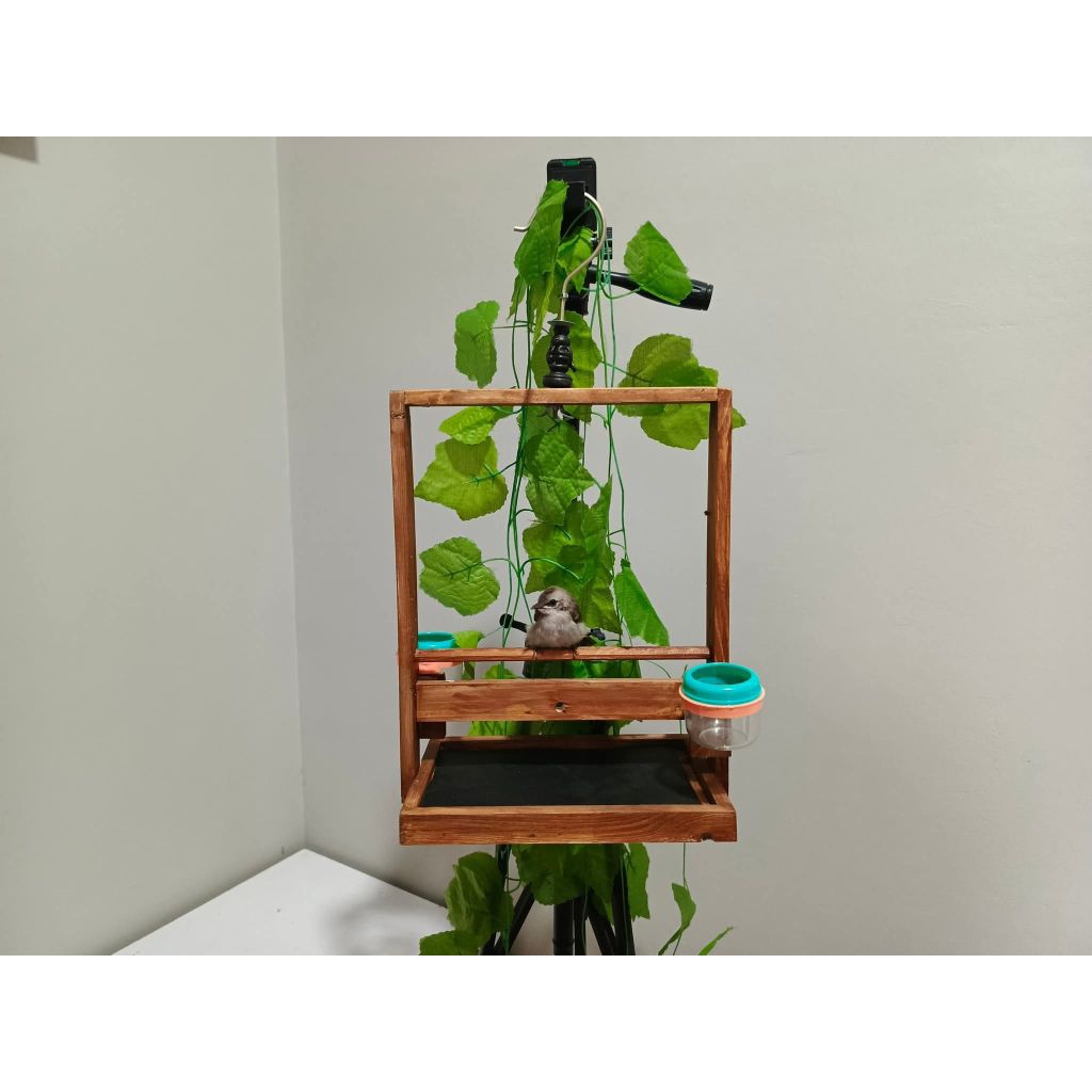 Sangkar Layang Burung Kayu Model Polos Coklat Walnut  Aesthetic