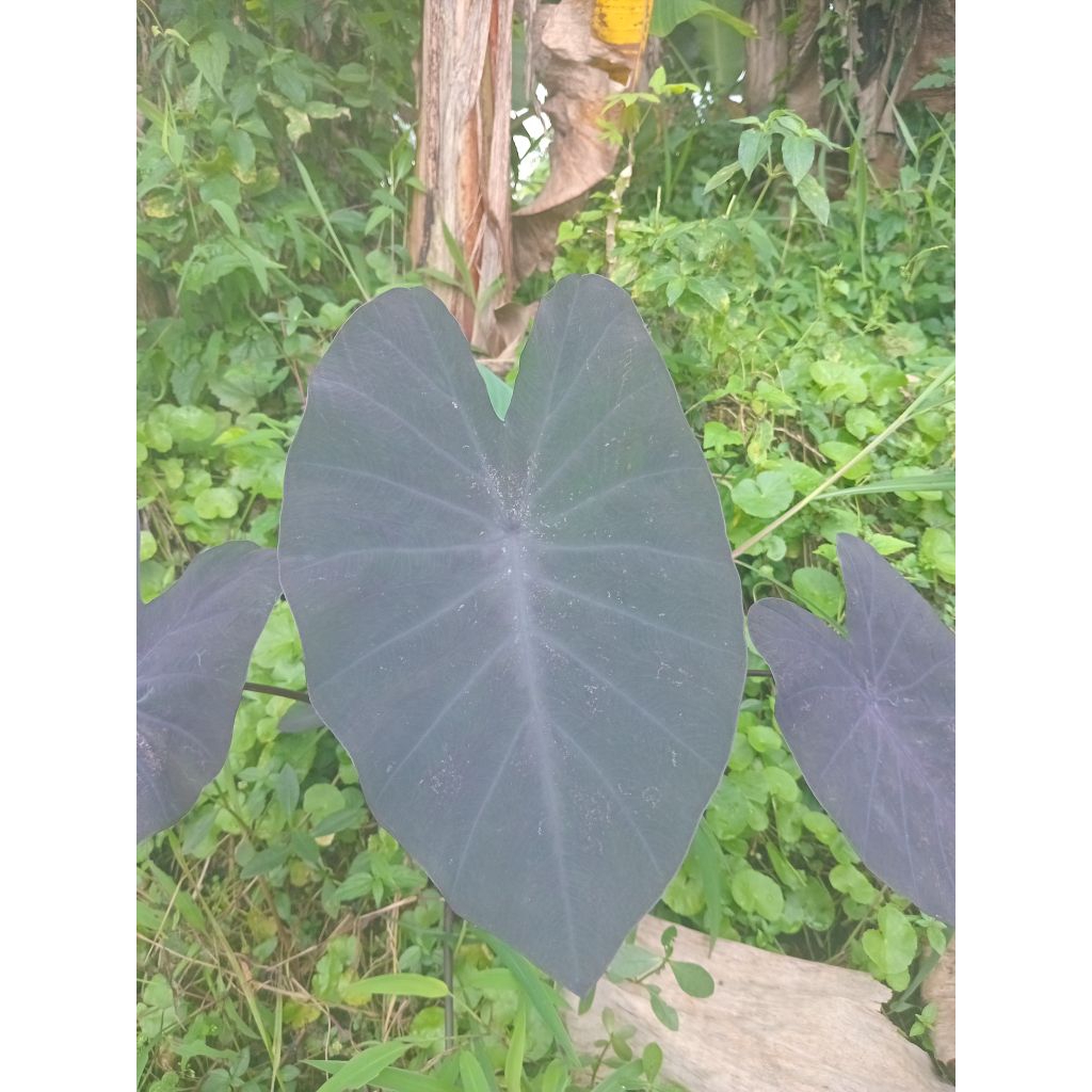 colocasia black magic