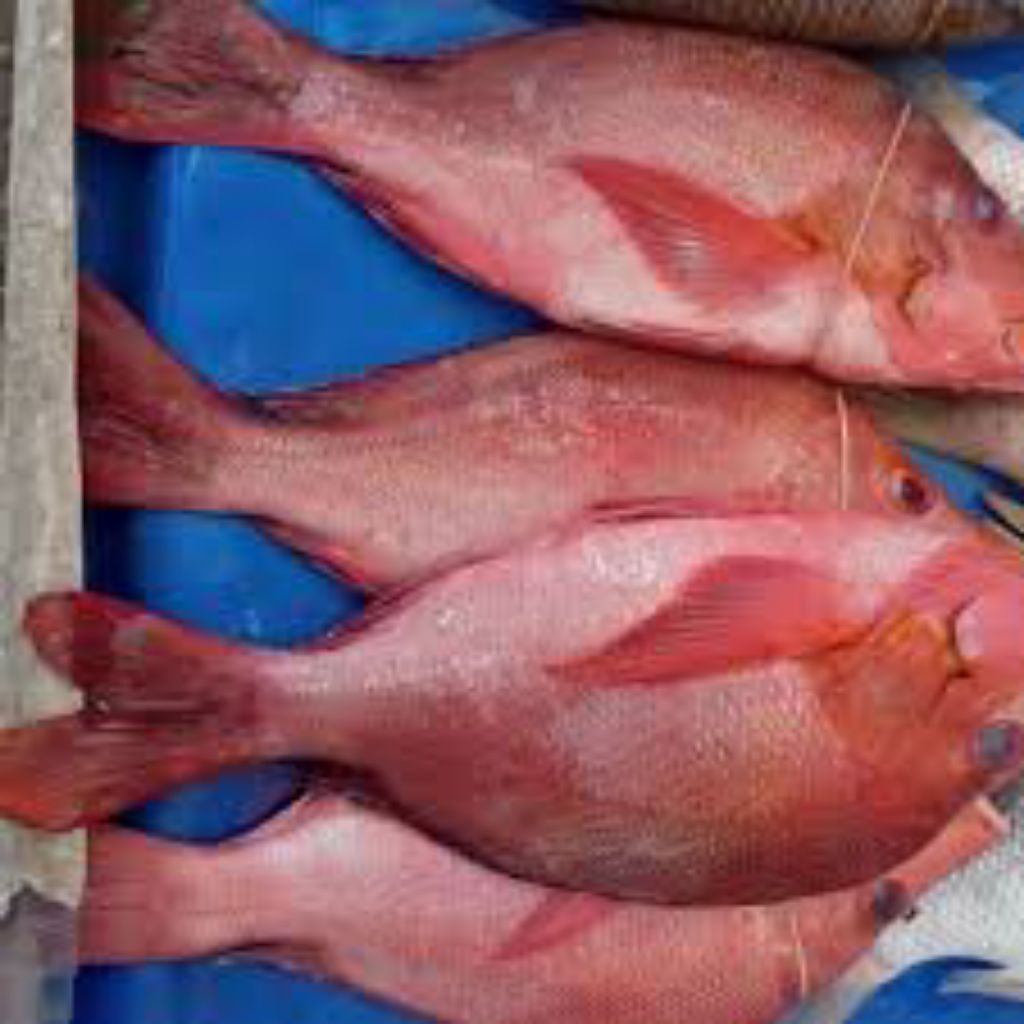 

1 kg ikan segar fresh(di filet,dipotong,belah punggung, utuh).