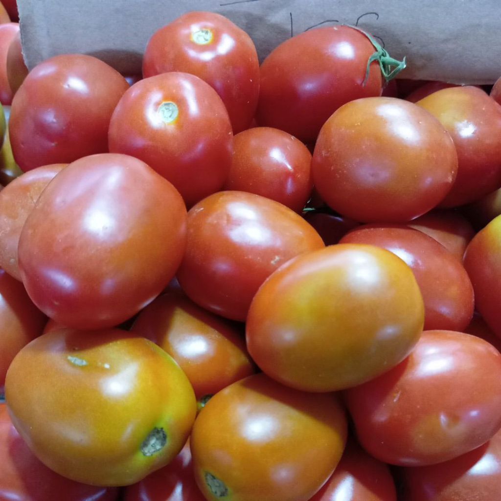 

tomat segar fresh baru petik