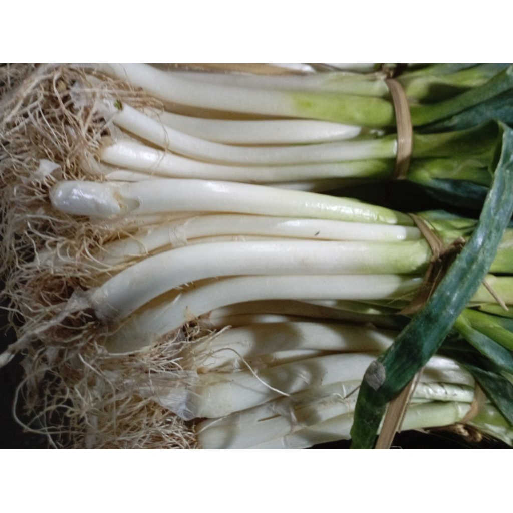 

Godong Pre DAUN BAWANG segar