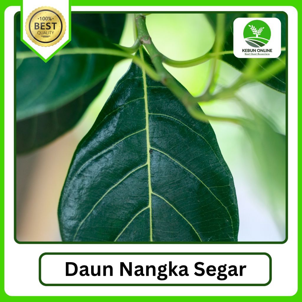 

100 Lembar Daun Nangka Segar bisa cod