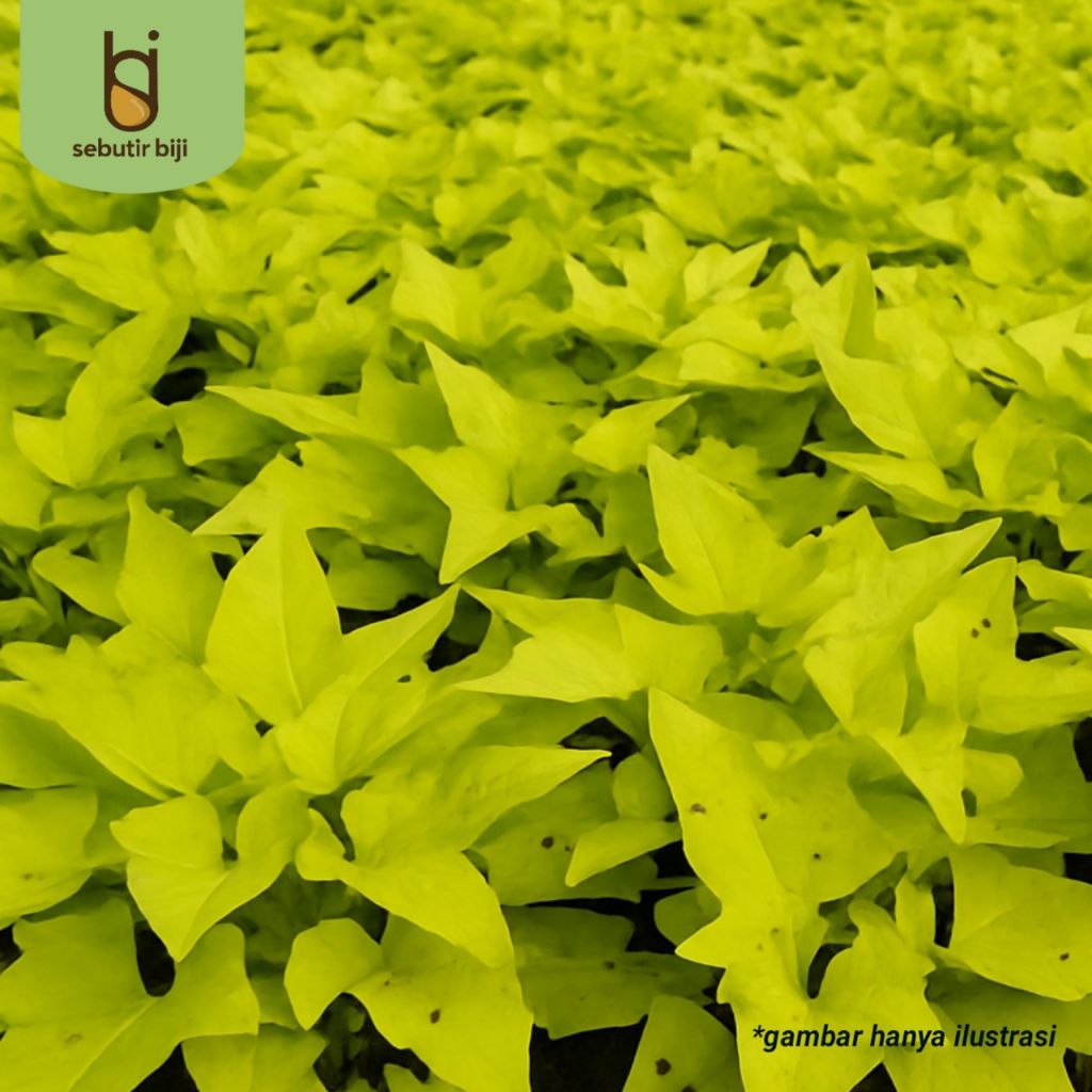 Bibit Ubi Jalar Daun hijau terang SBJ13  stek ubi Jepang isi 10 batang