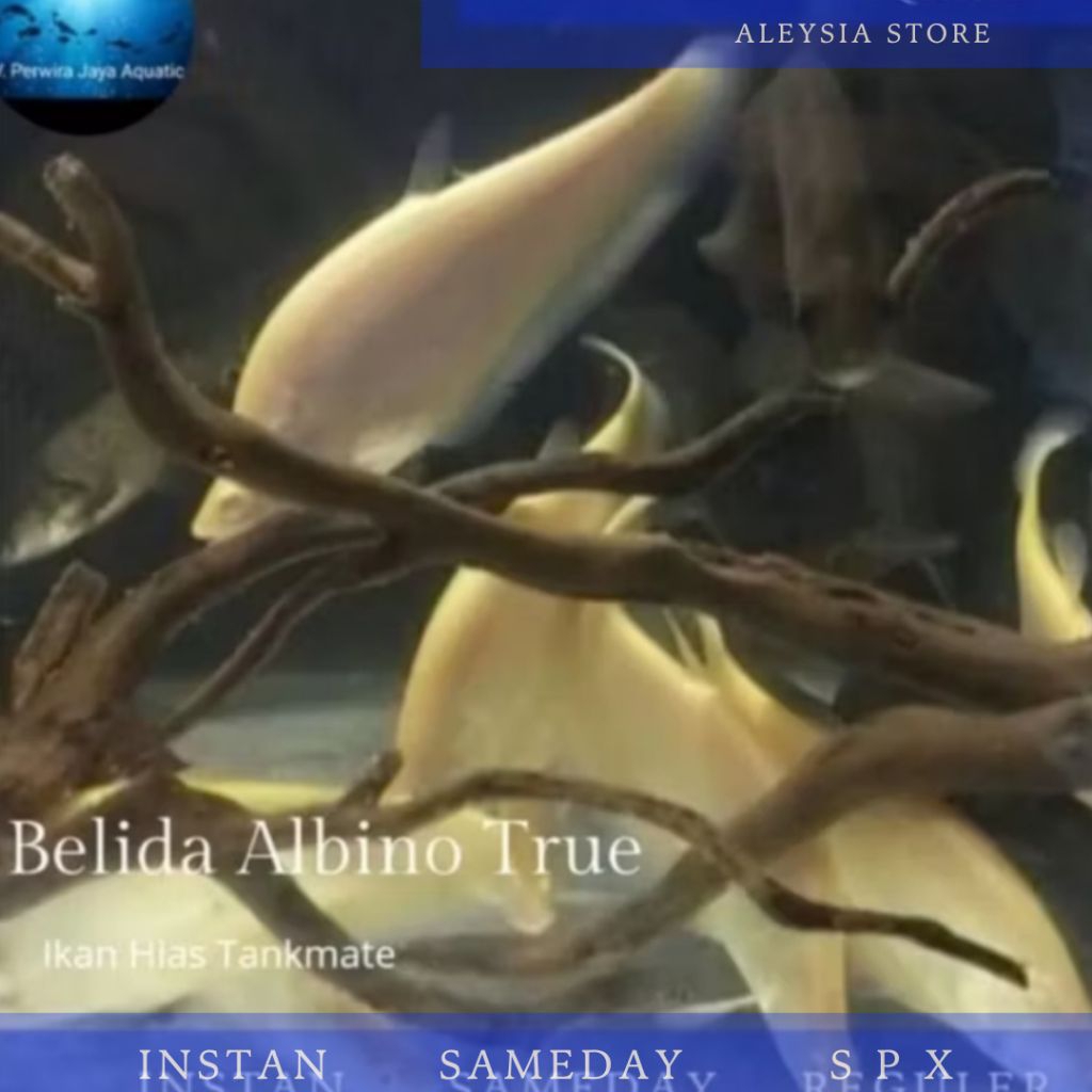 Belida Albino Tankmate Hiasan Aquarium Predator
