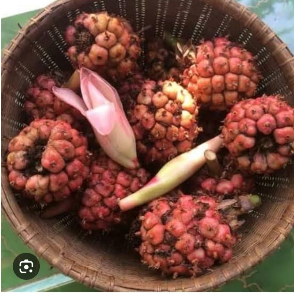 

buah hoje perbiji 1 biji