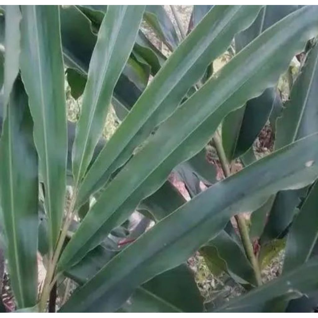 

daun walang segar 100gr