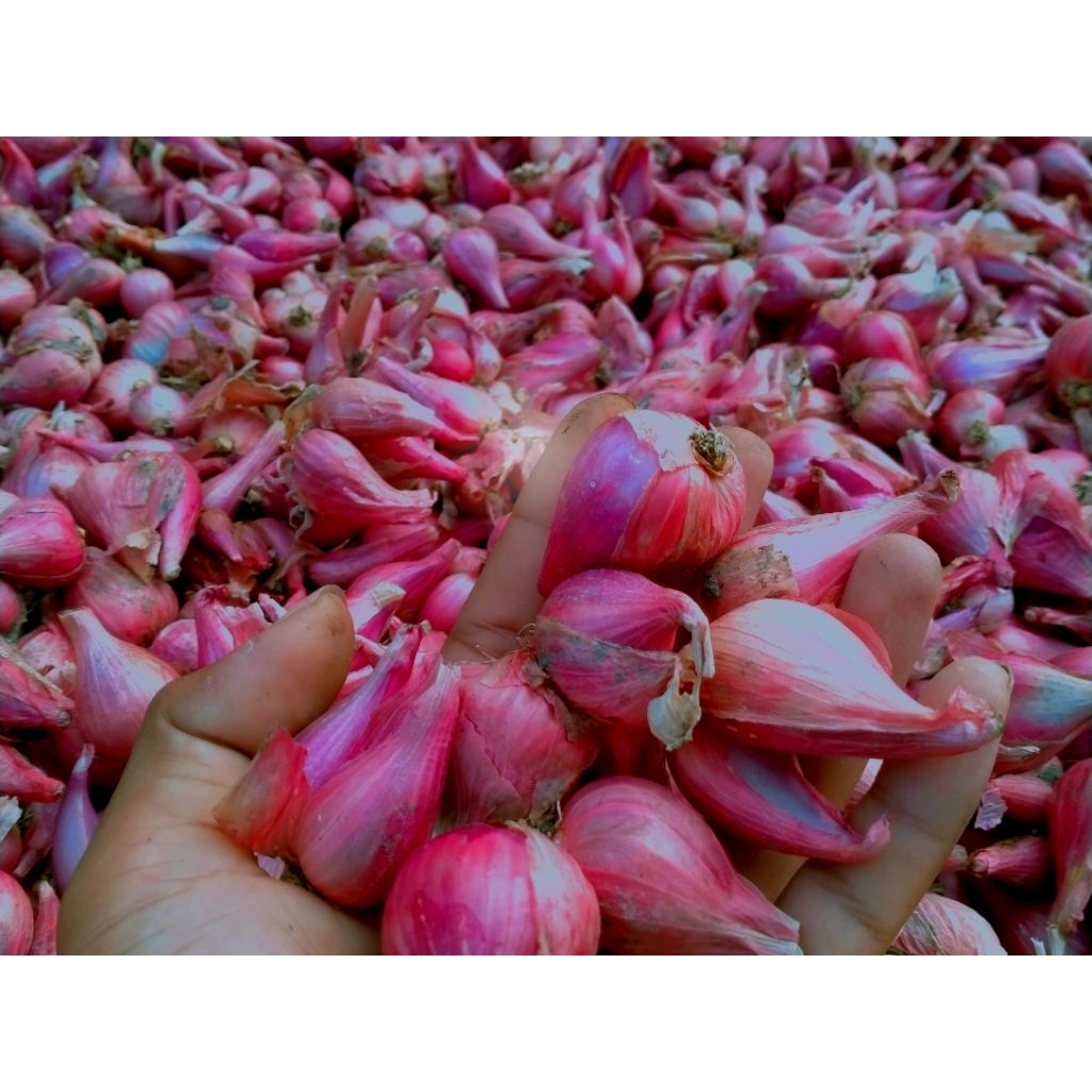 

Pusat Bawang Merah/Brambang Murah Berkualitas