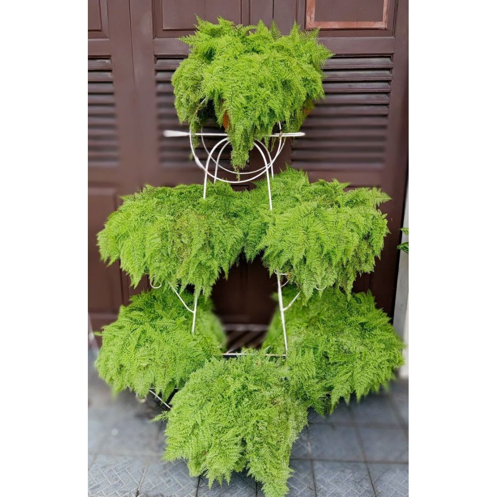 Tanaman Hias Pakis Embun - Tanaman Gantung Pakis embun - Pakis embun