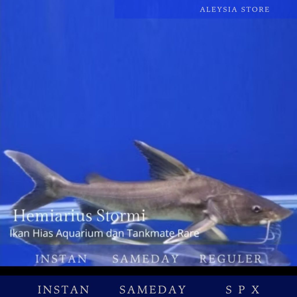 Hemiarius Stormi Catfish Size 20-25Cm Tankmate Hiasan Aquarium Predator