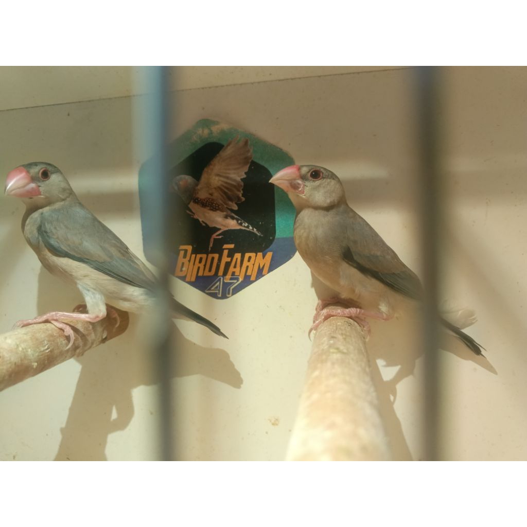 Gelatik Jawa ( Belong )