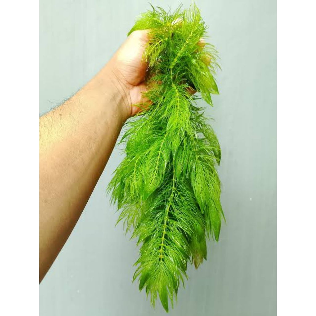 Tanaman air/ ganggang air/ekor tupai