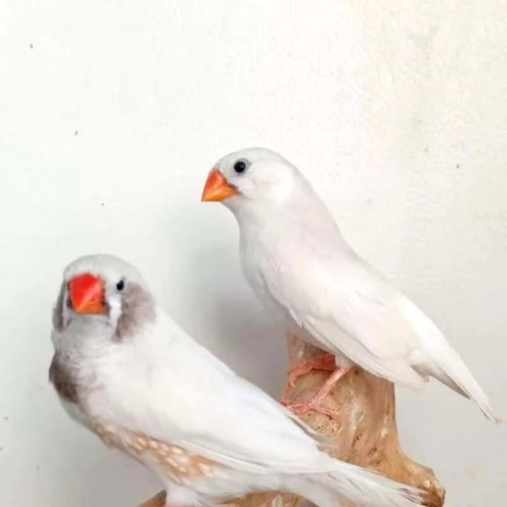 Emje Finch/ emprit Jepang  sepasang pilihan