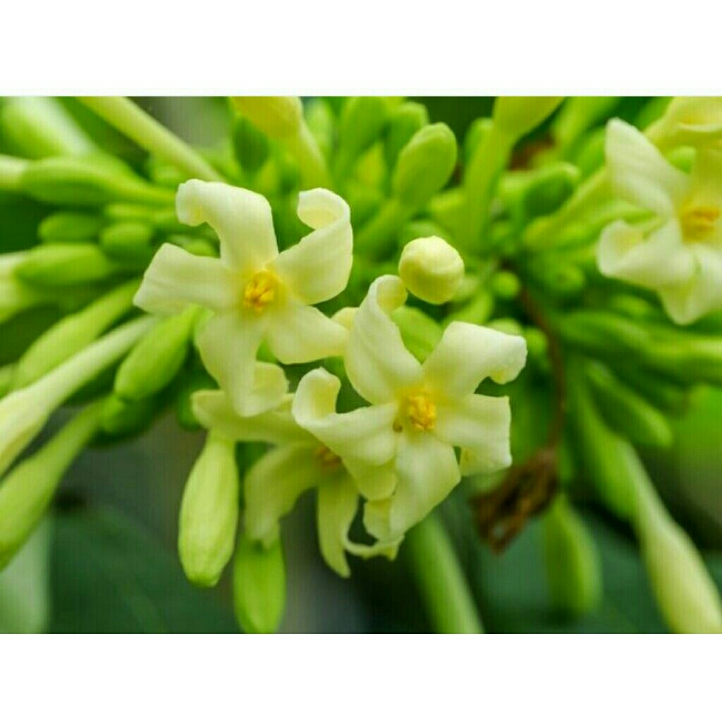 

Bunga, pepaya segar, untukmakanandansayuran, 250g