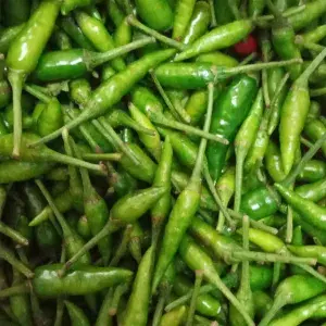 

Cabe Rawitt hijau nyaplak 100gr