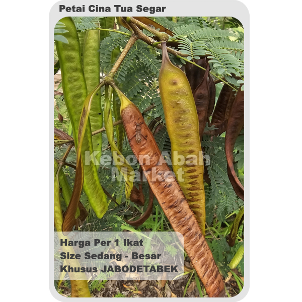 

Petai Cina Tua Bisa COD 30 Pcs Buah Siap Makan Untuk Urap Buntil Pete