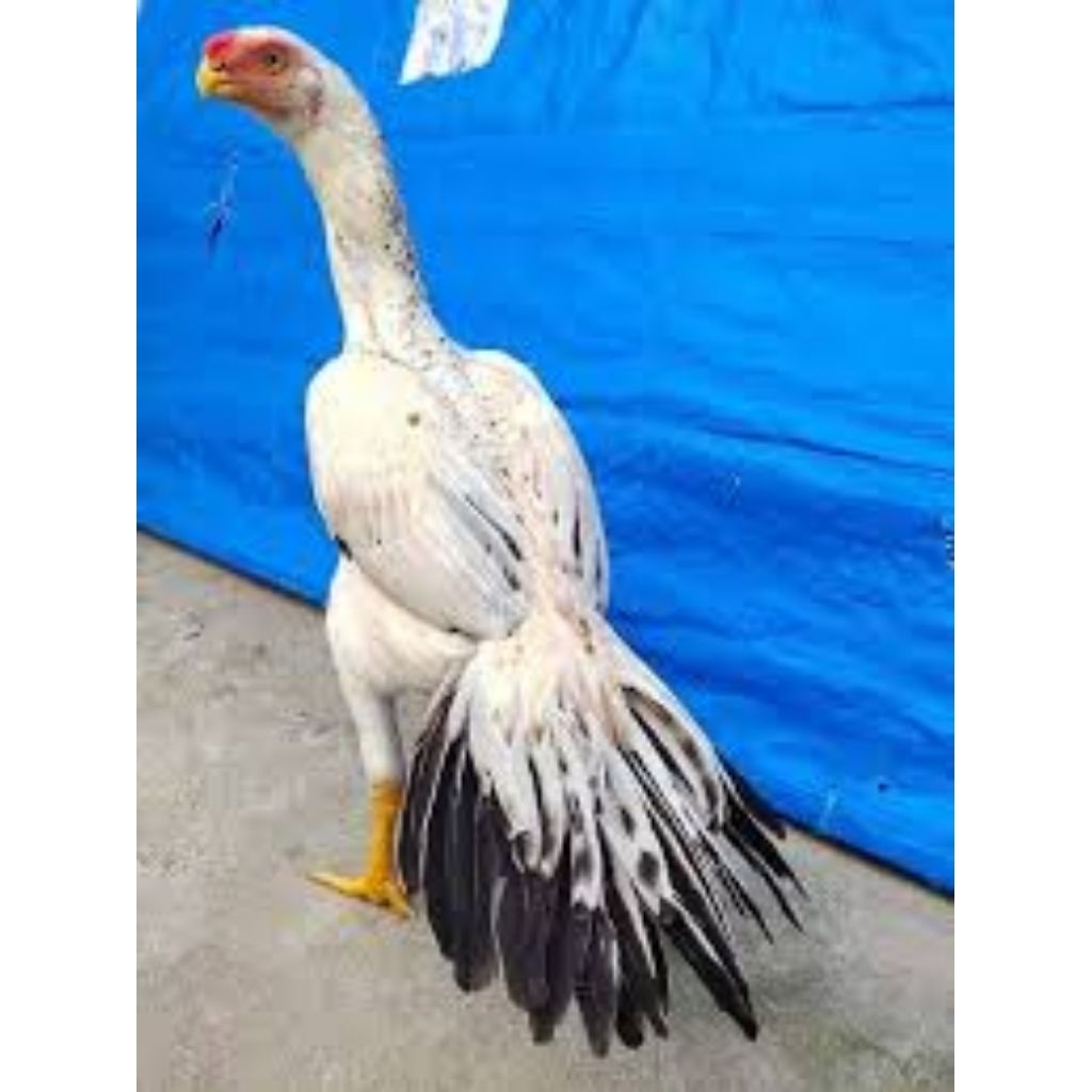 

telur Tetas Ayam Assel Parrot Ori fertil siap untuk ditetaskan