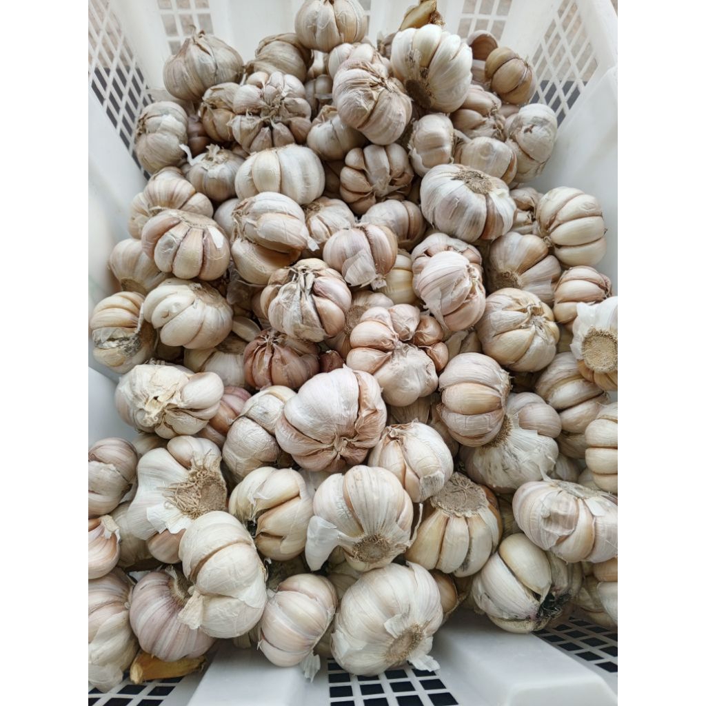 

Bawang putih 1kg