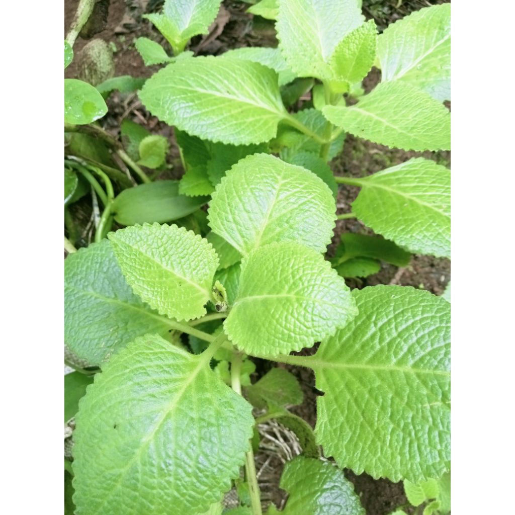 

Daun jinteun segar perlembar
