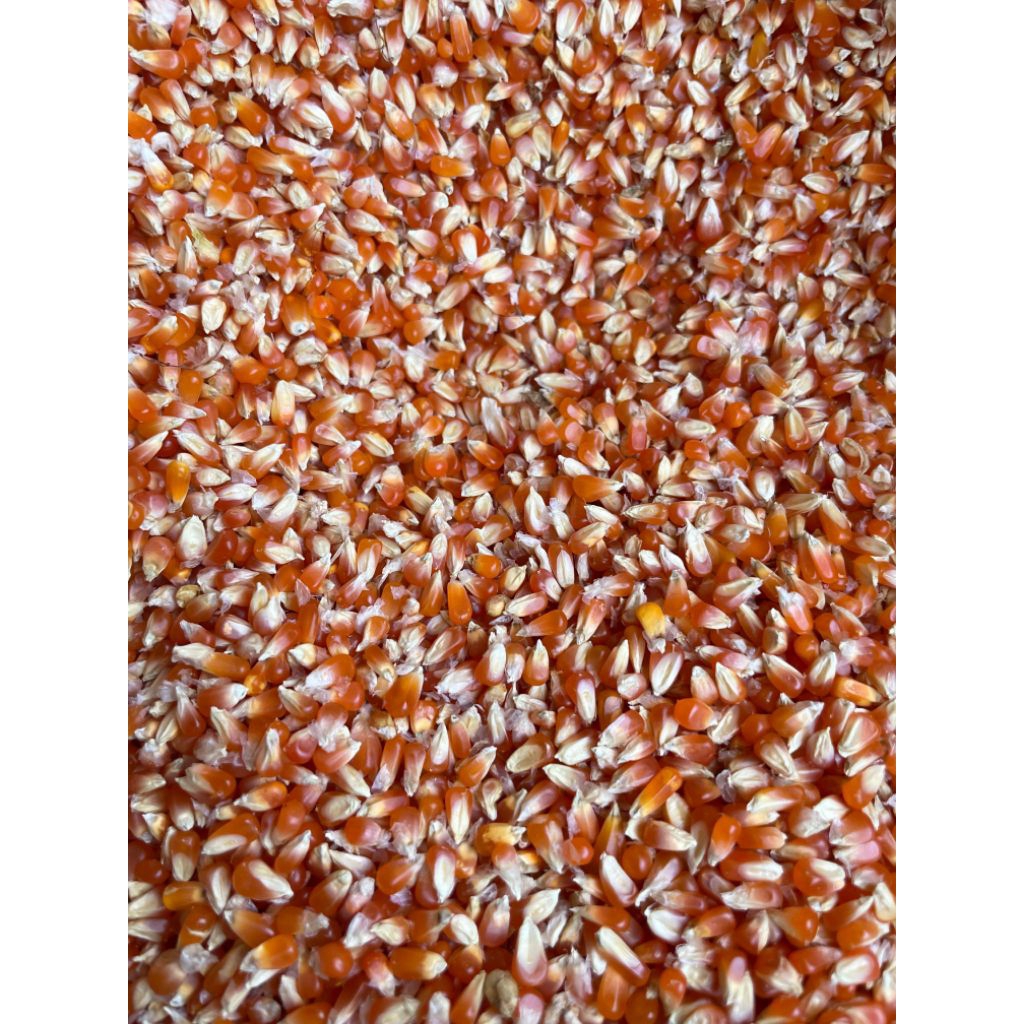 

Jagung Biji Timun/ Jagung kecil 1kg.