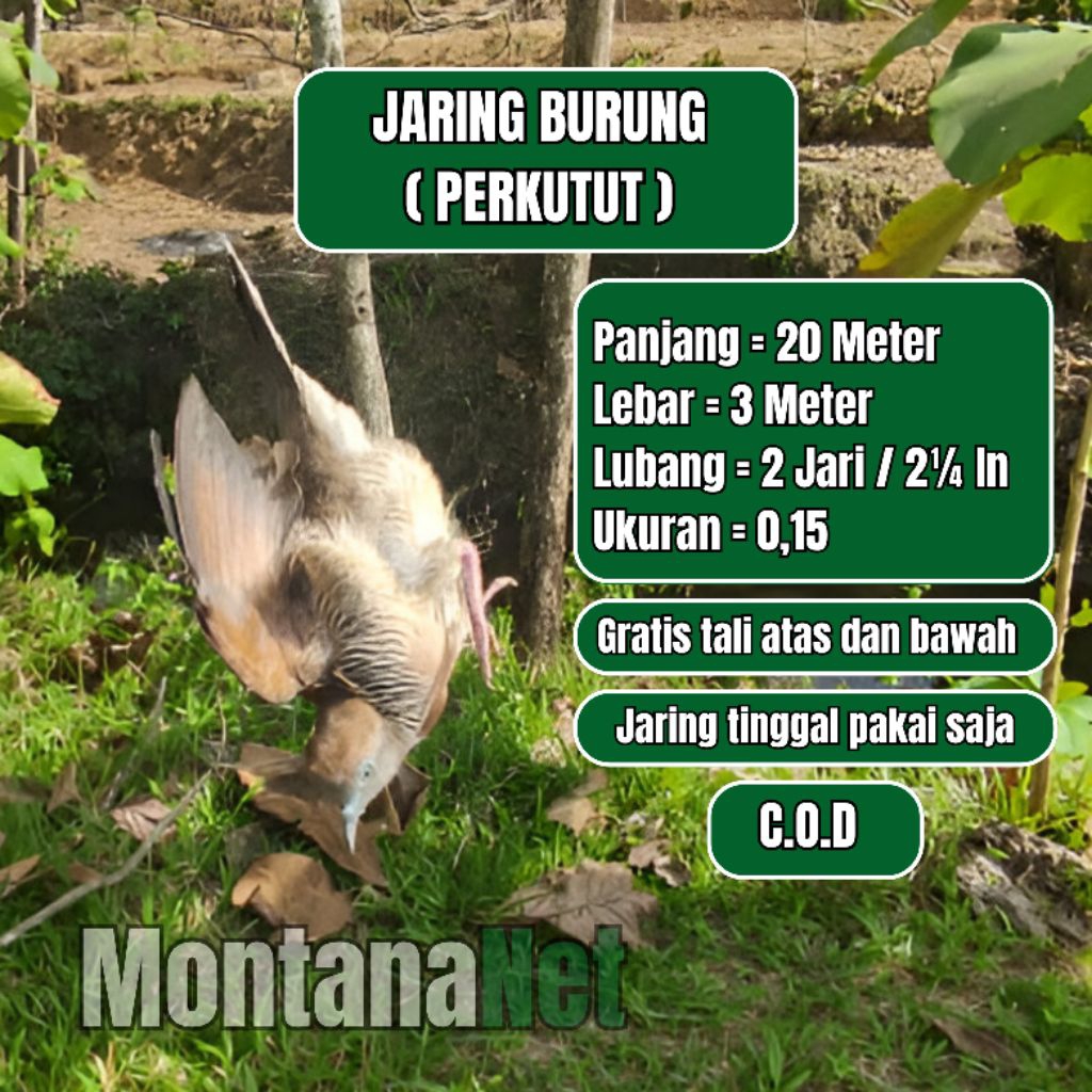 PIKAT JEBAKAN PERKUTUT JARING BURUNG PERKUTUT JARING TEKUKUR SIAP PAKAI