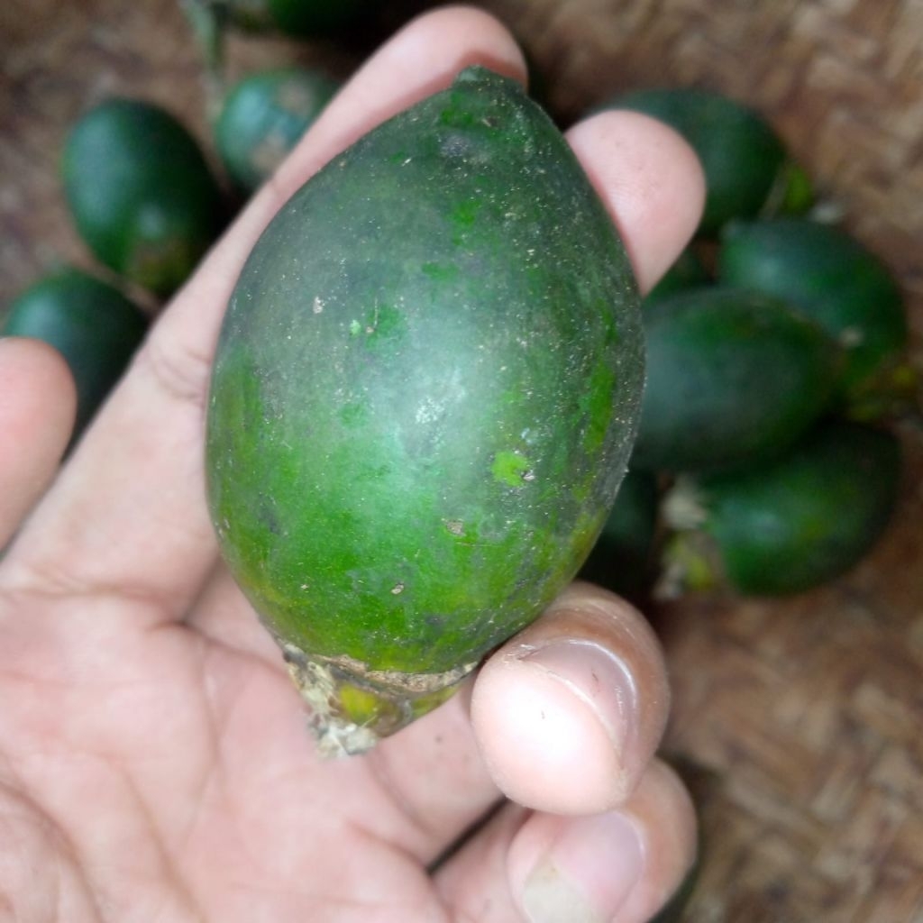 

PINANG MUDA BERKHASIAT