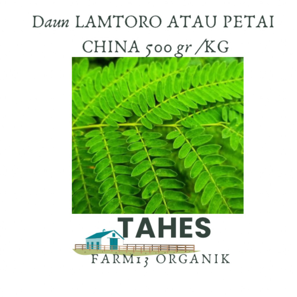

Daun Lamtoro Atau Petai China Fresh Organik 500gr Atau Setengah Kilo Diambil Dari Pohon