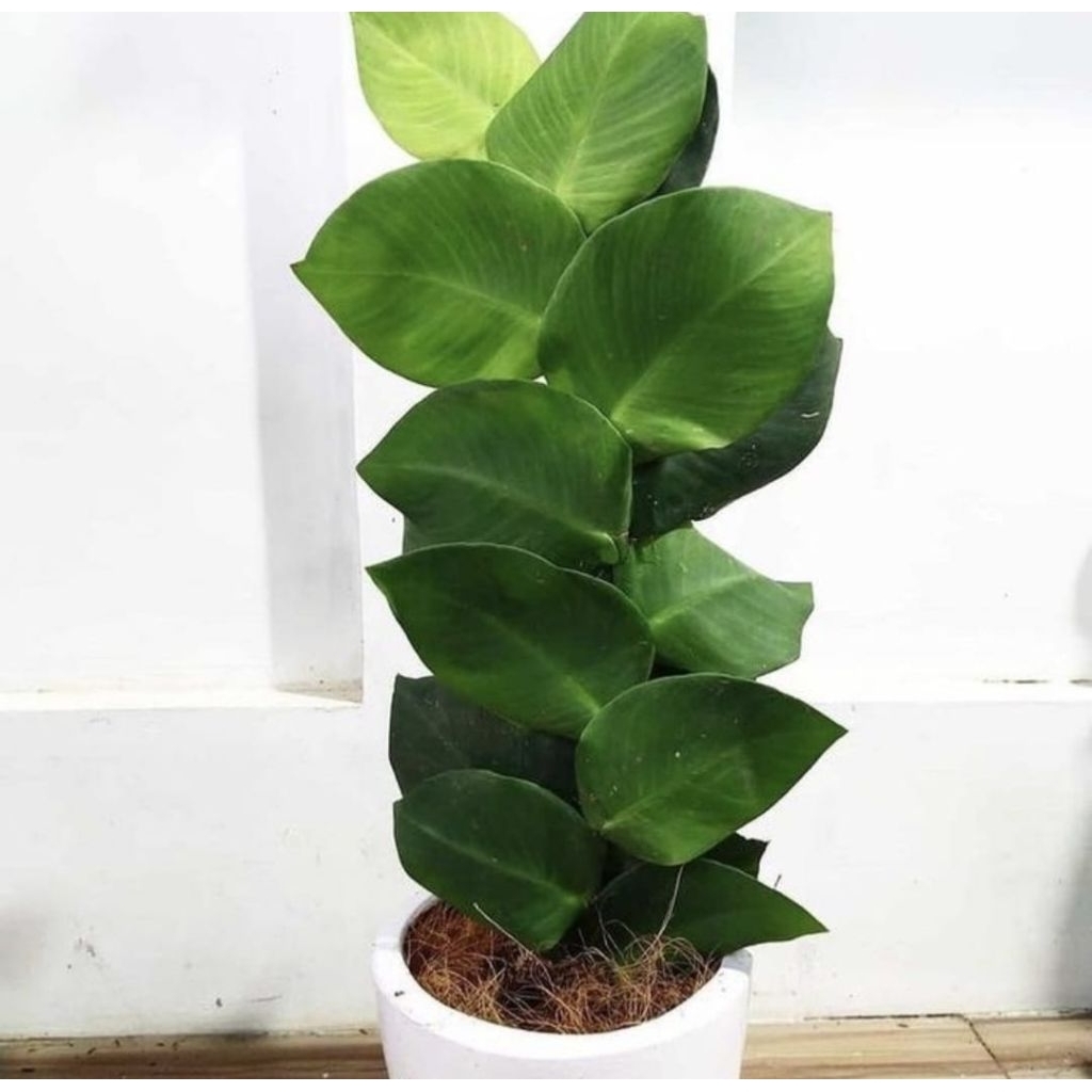 Pohon dolar rambat daun besar tamanan rambat pohon dolar daun besar