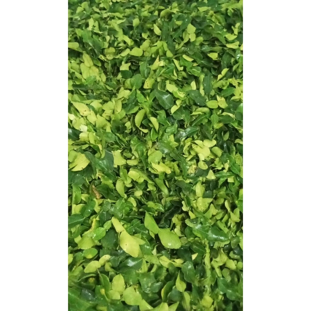 

Daun jeruk fresh alami