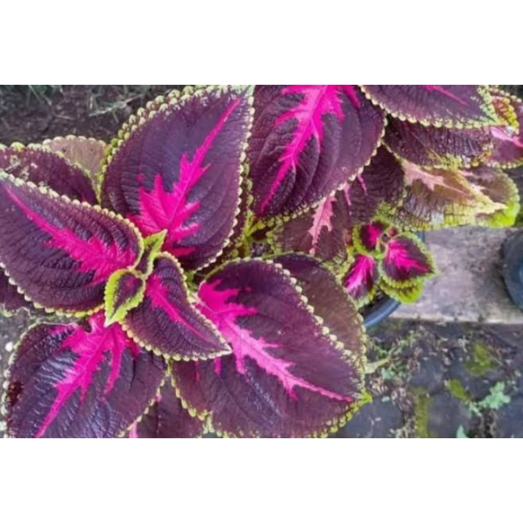 

daun jawer kotok fres murahh/per 100 pcs