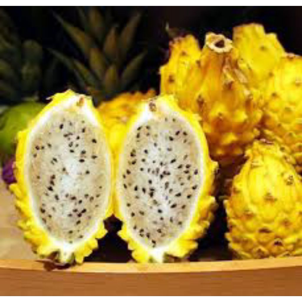 BENIH/BIJI BUAH NAGA KUNING (30 BUTIR)