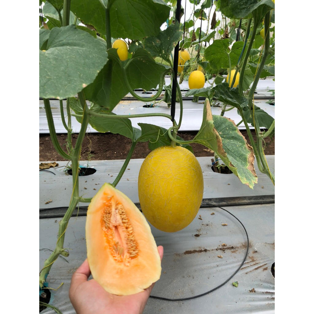 

Obral Melon Sweet Lavender