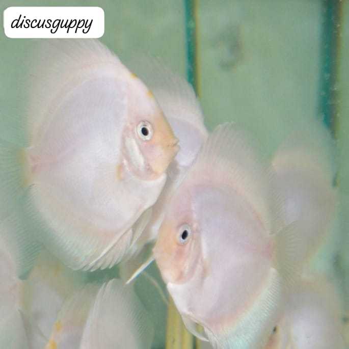 White Diamond Discus 2,5inch - Enhanced Edition