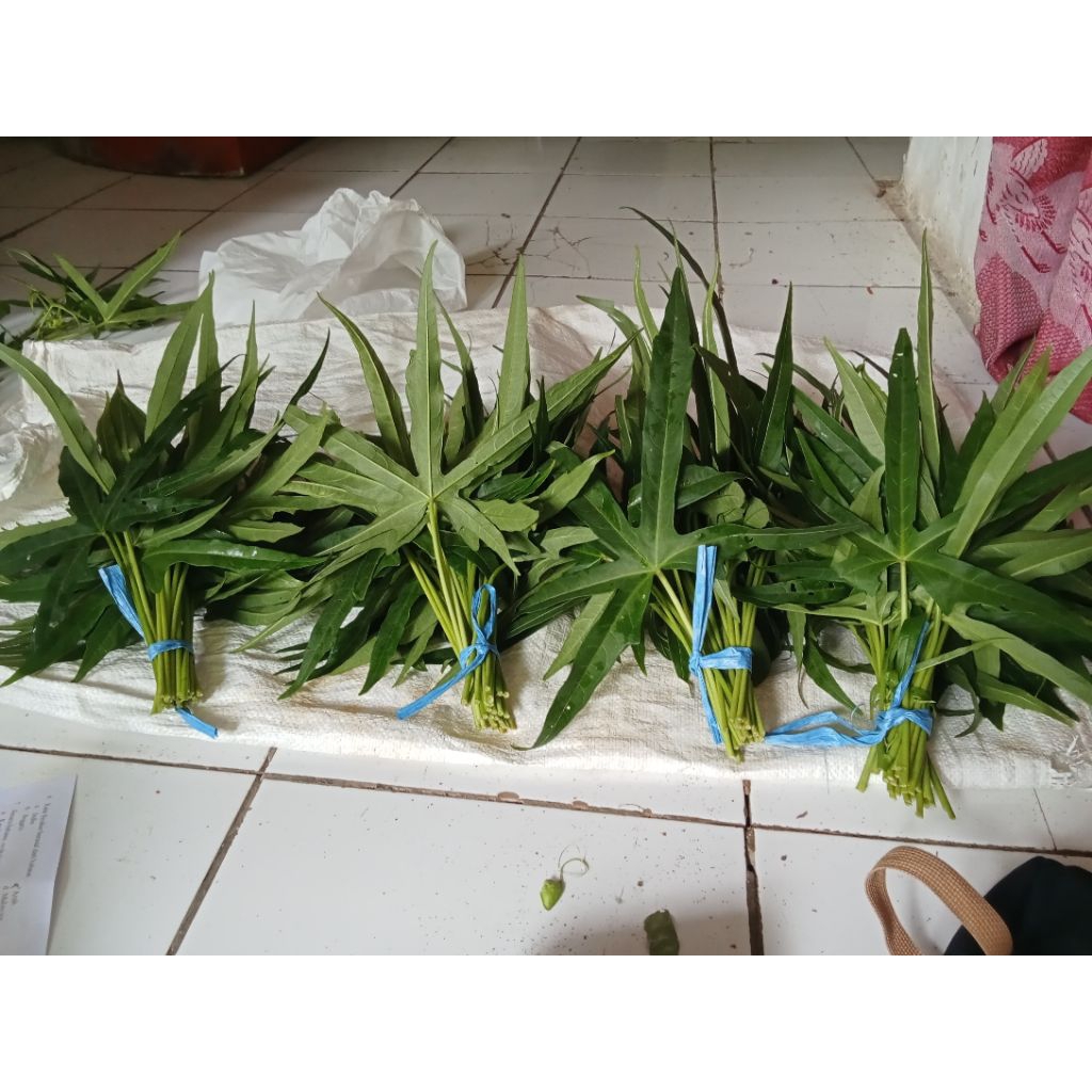 

daun gedi mustajab berlendir 4 iket