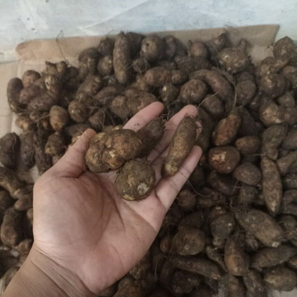 

Kentang Hitam Super 500 Gram.