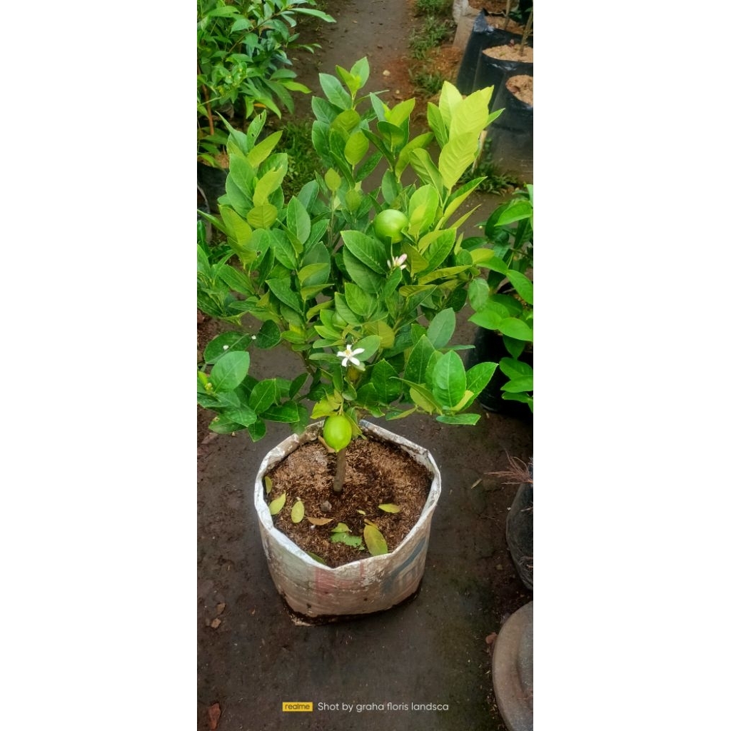 

pohon jeruk lemon berbuah
