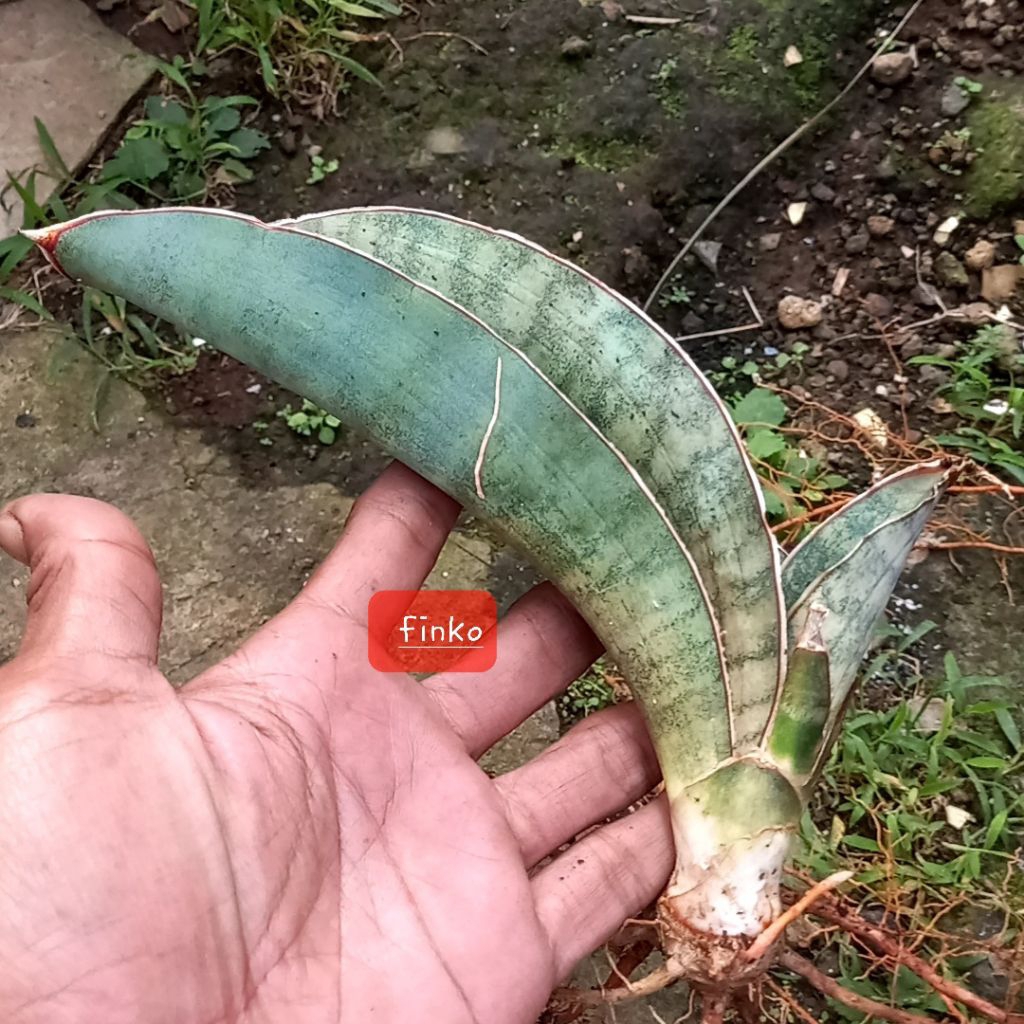 R. 2949. Sansevieria scimitariformis, road to Shamva