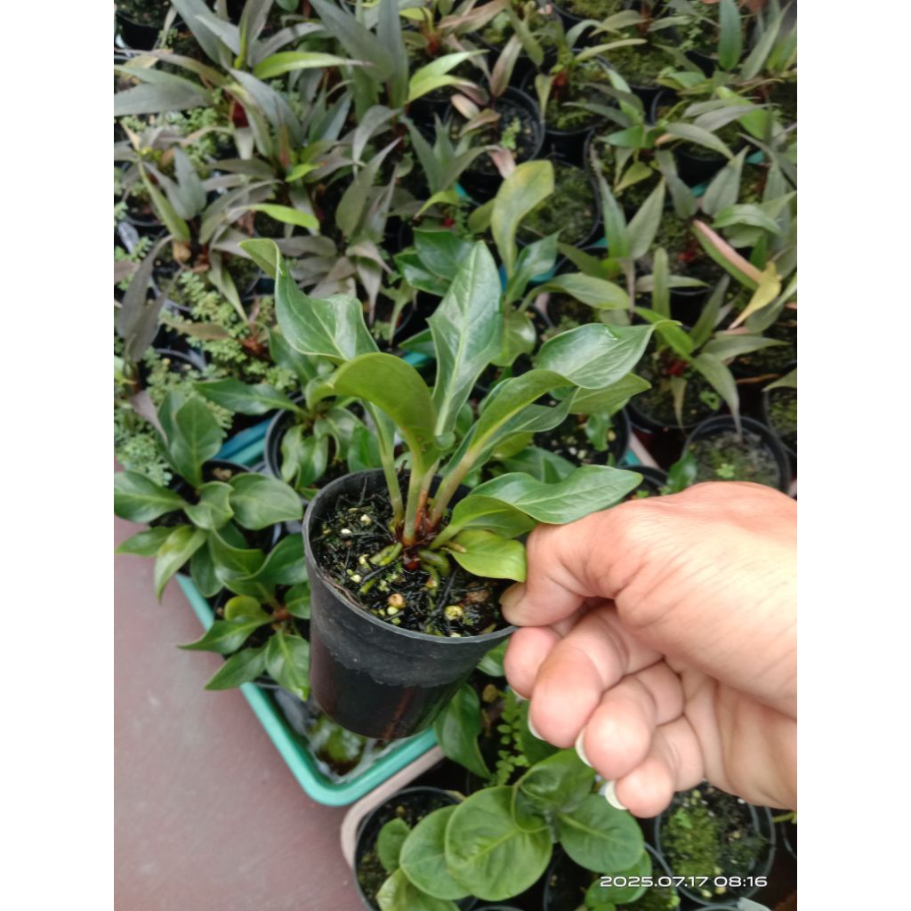 anthurium jemani tanduk mini tanaman hias