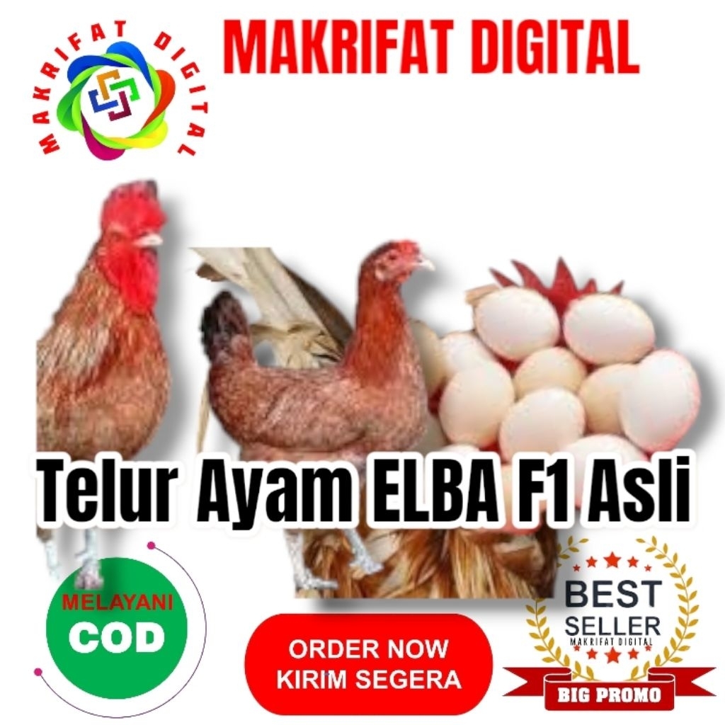 

MAKRIFAT DIGITAL Paket 50 Pcs Telur FERTIL Ayam ELBA F1 ASLI Untuk Ditetaskan Produksi Farm Profesional Mitra Makrifat Digital