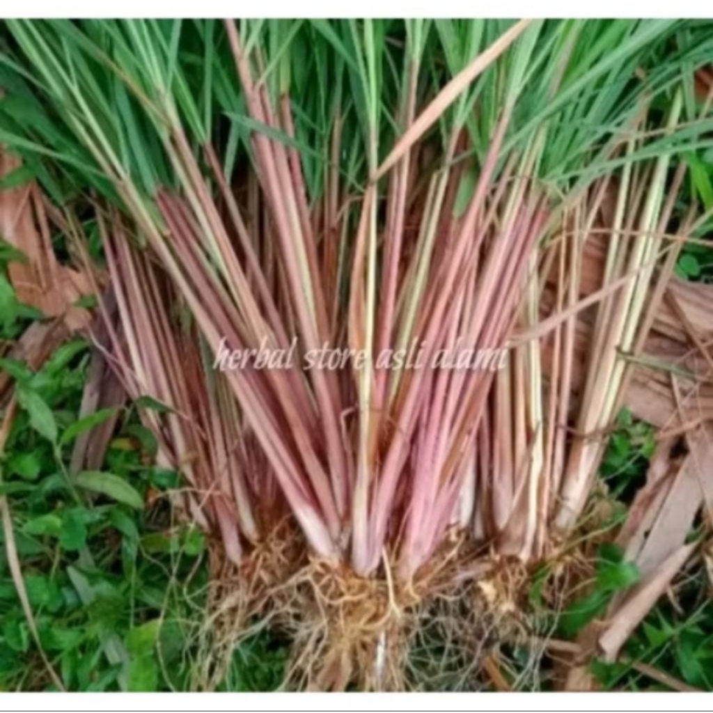 

1Kg Sereh Wangi / Sereh Merah Segar