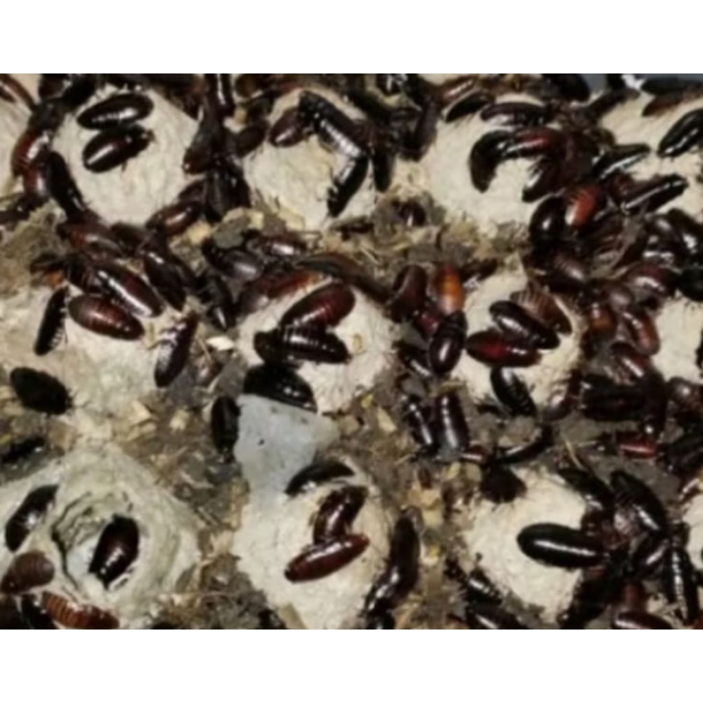 Kecoa batu isi 500 umpan Tawes/Lele