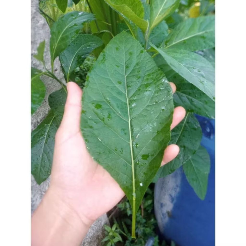 

daun afrika fresh herbal 200 gr