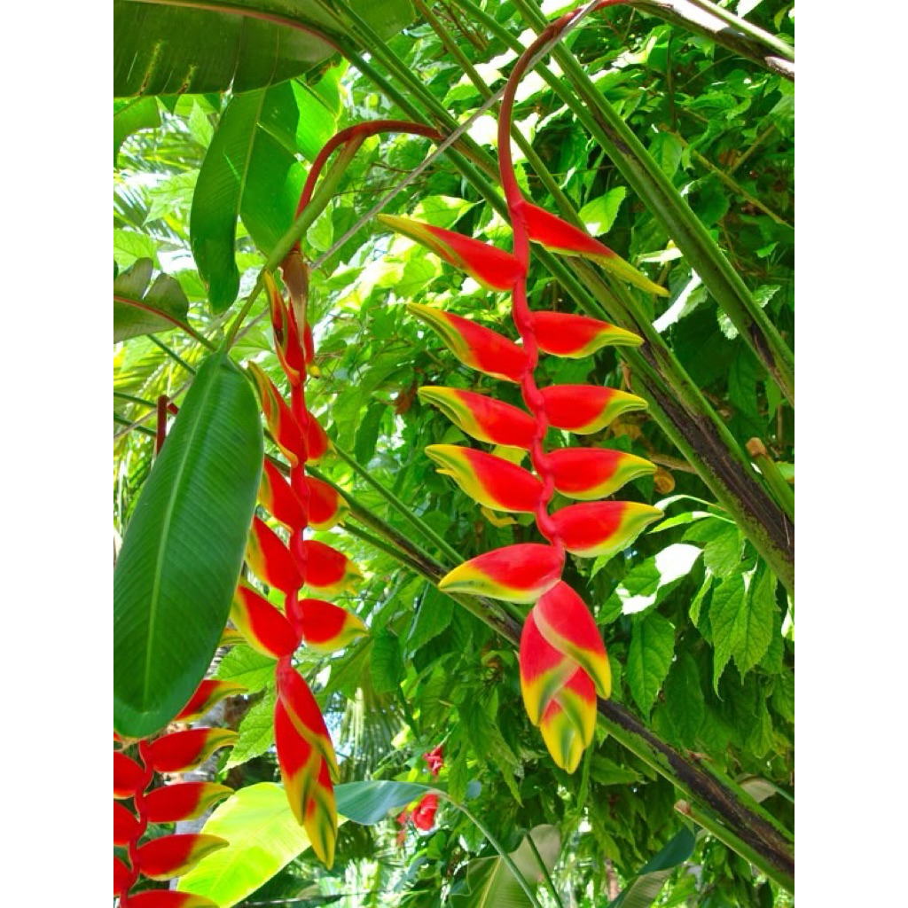 tanaman hias pisang betet - pohon pisang betet - heliconia betet