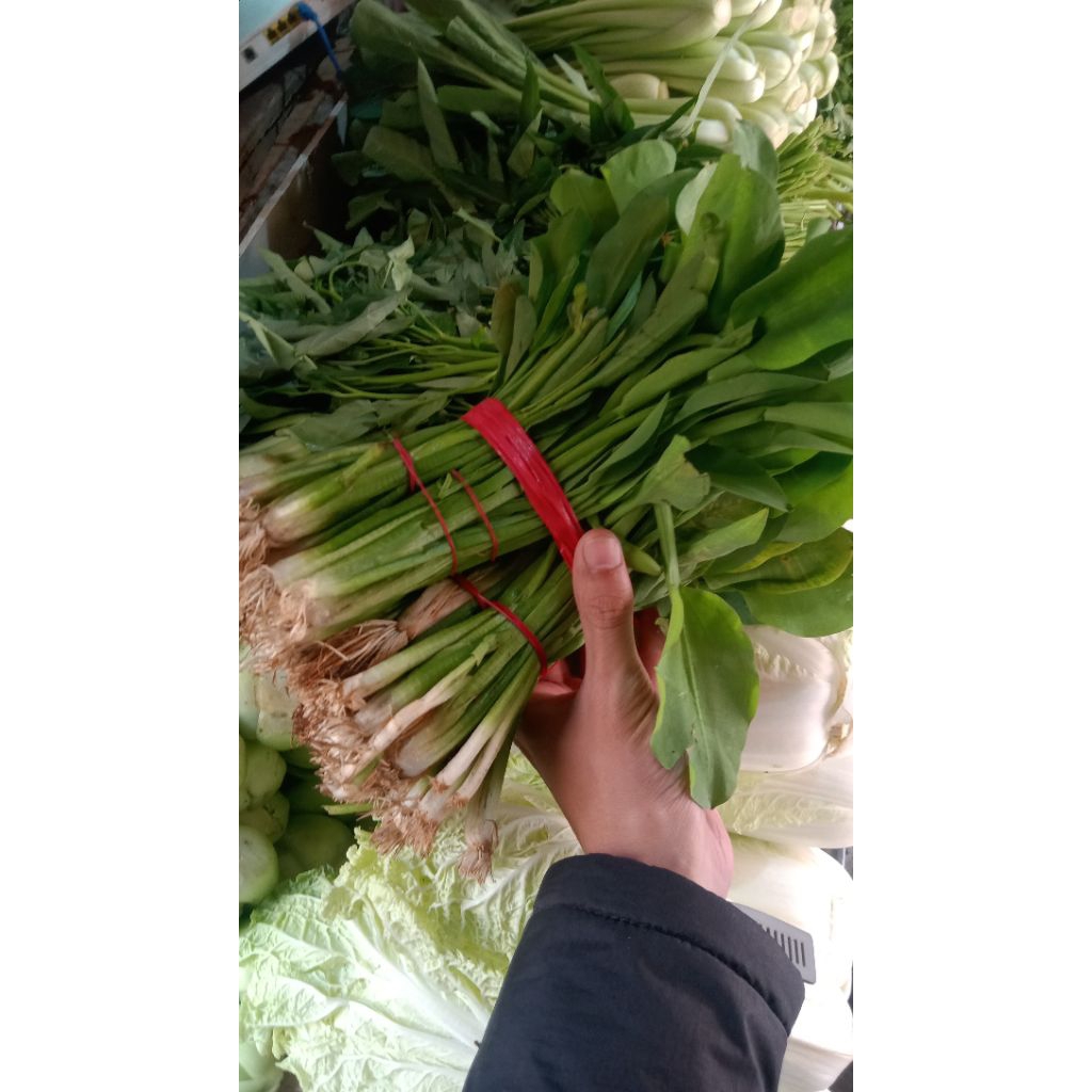 

daun genjer ikatan murah