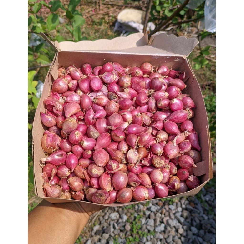 

BAWANG MERAH KECIL JENIS BIMA KERING 500 GRAM TERMURAH