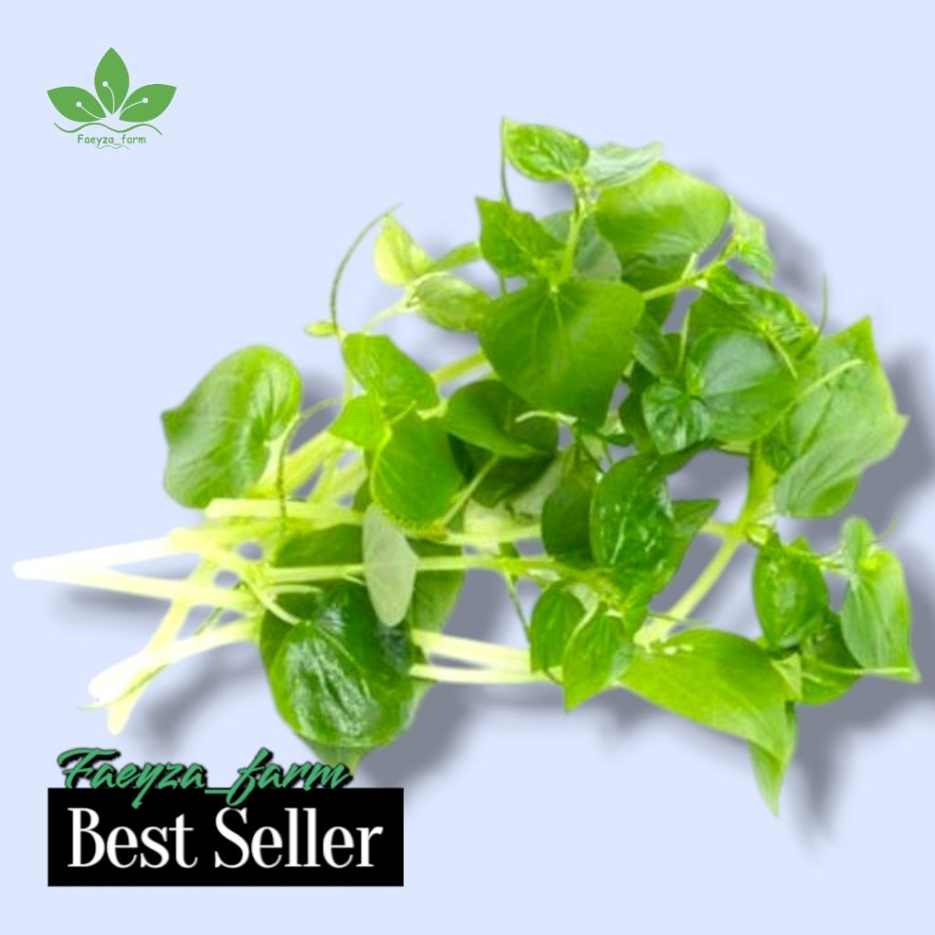 

Daun sirih cina segar / 100gr / herbal alami