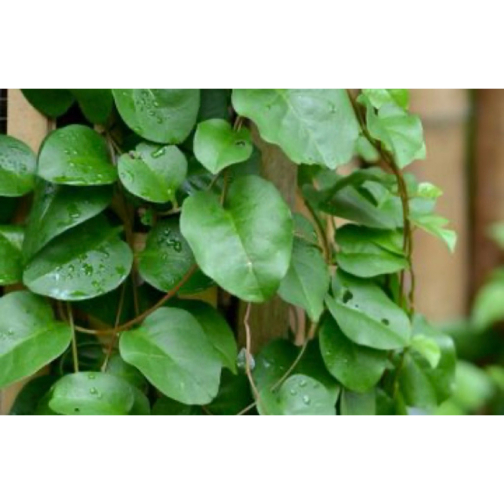 

daun binahong segar 500 gr berkualitas