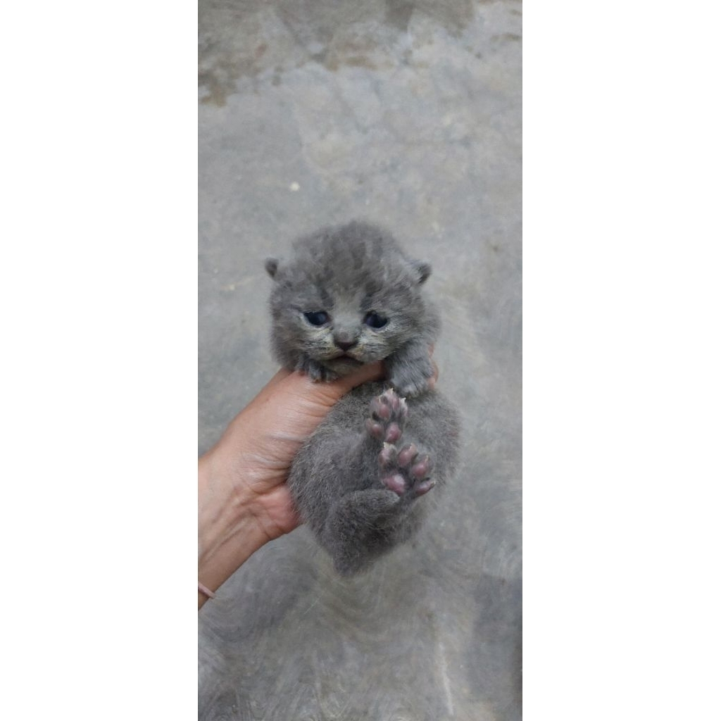 PO kucing BSH Scottish fold Munchkin Blue dan Lilac