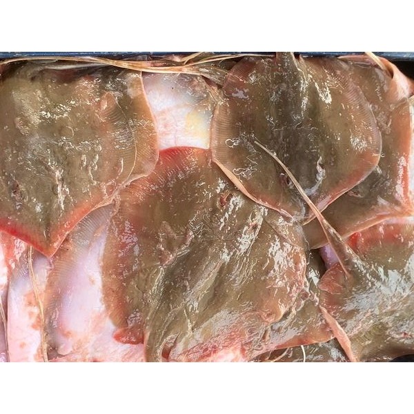 

Ikan Pari Segar Ikan Pari Utuh 1Kg