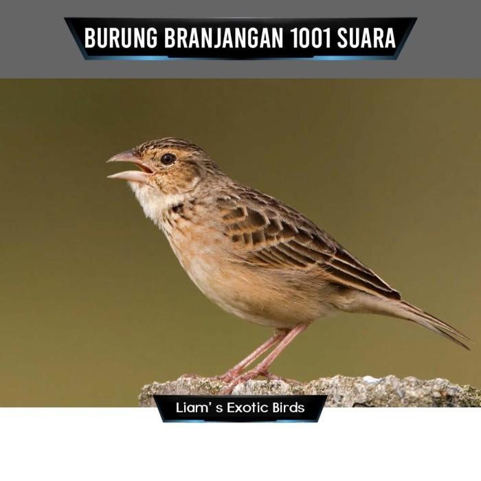 Branjangan Javanica Bahan Pilihan